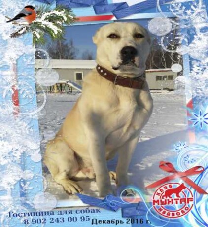 veterinarnaia-pomoshh-v-ivanovo-predlozenie-uslugi-v-obieiavlenii-u25189912-na-baraxlanet-big-4